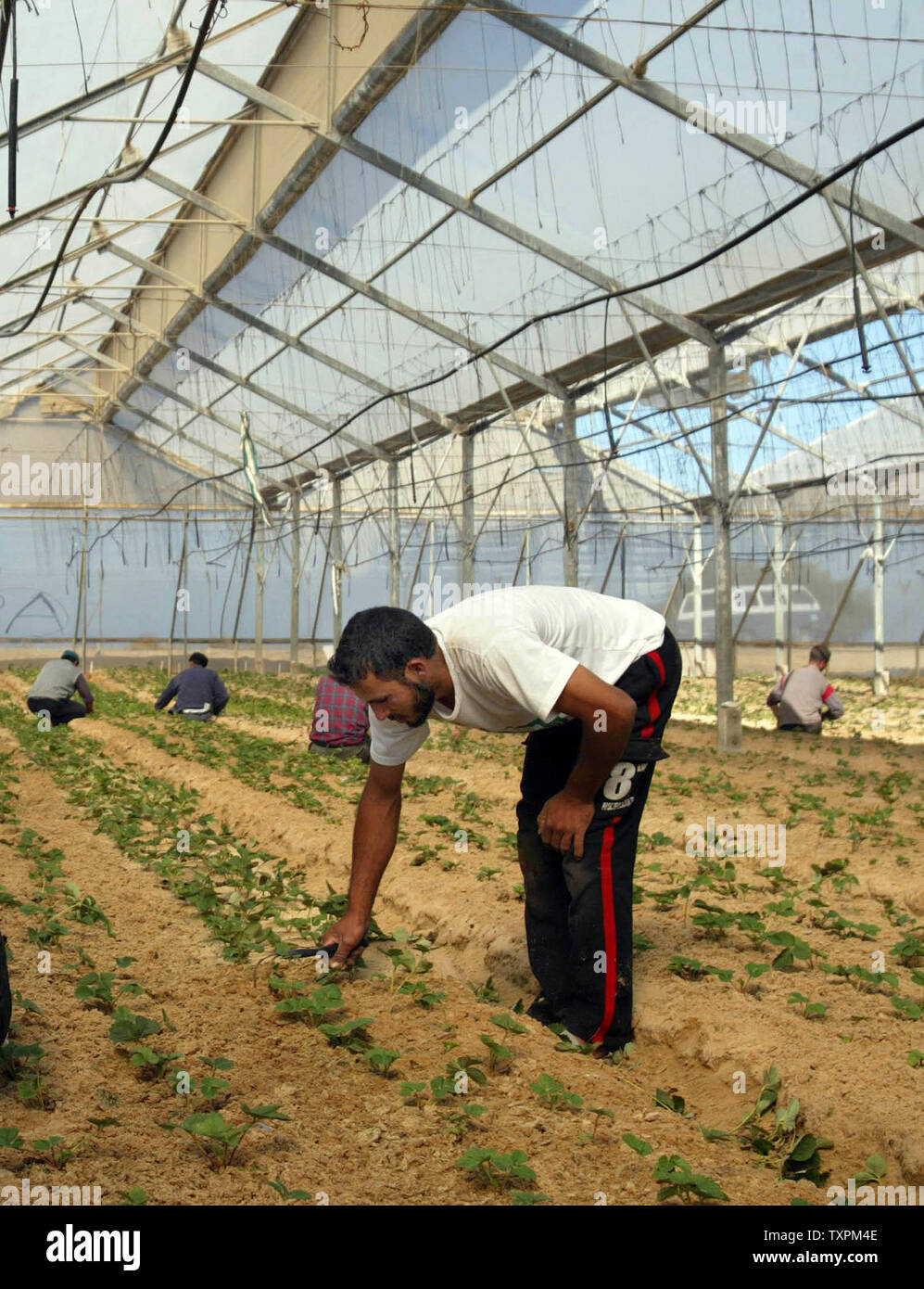 Agricoltori palestinesi opera in una serra, il 8 novembre 2005 nell'ex insediamento ebraico di Gani Tal in Khan Younis, nel sud della striscia di Gaza. I donatori stranieri hanno acquistato le serre dai coloni israeliani e che sono stati rapidamente ripiantati dai palestinesi con fragole, pomodori, peperoni e altri ortaggi, set per maturare nei prossimi mesi. Inviato internazionale James Wolfensohn è arrivato lunedì a presiedere a tre vie di incontro durante la sua settimana di soggiorno con quello israeliano e quello palestinese funzionari volto a cercare di salvare il raccolto vegetale e risolvere le rimanenti controversie su R Foto Stock