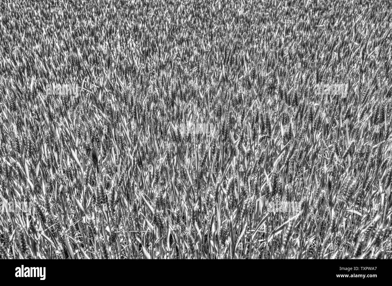 Nuovo campo di grano sfondo in bianco e nero Foto Stock