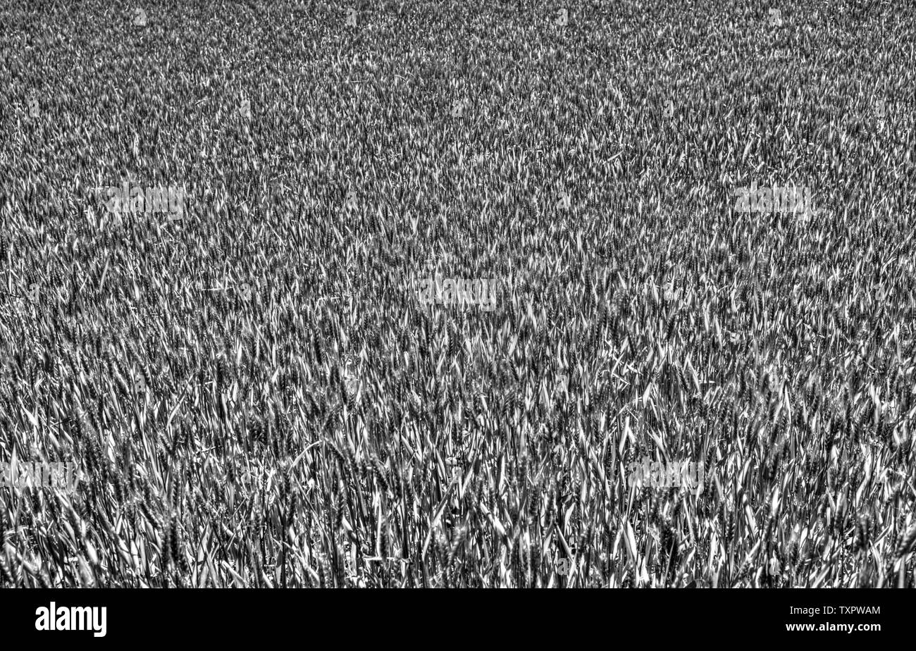 Nuovo campo di grano sfondo in bianco e nero Foto Stock