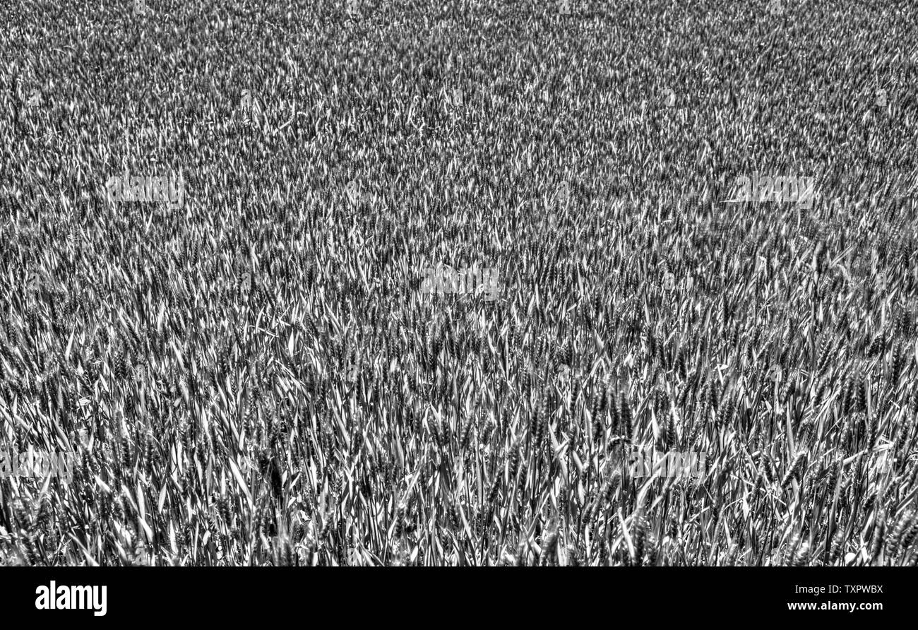 Nuovo campo di grano sfondo in bianco e nero Foto Stock