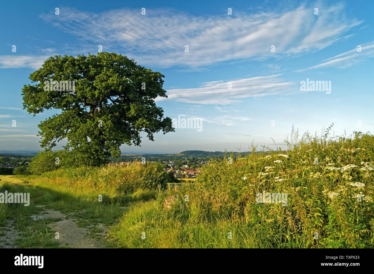 UK,Somerset,Chard,campo & sentiero vicino a limiti Lane Foto Stock