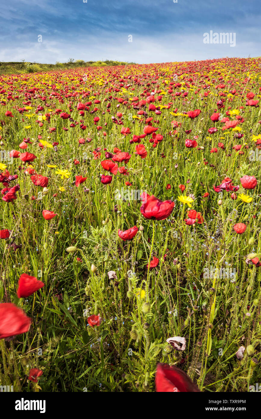 La spettacolare vista di un campo di papaveri comune Papaver rhoeas e mais Le calendule Glebionis segetum che si muovono nel vento e crescente su West Pentire Foto Stock