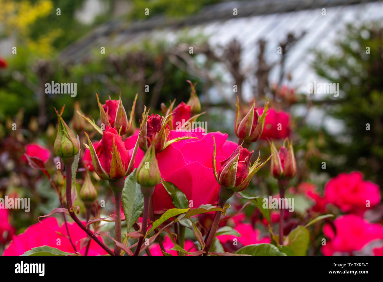 Una rosa rossa bush con boccioli circa per aprire e BLOOM. Foto Stock