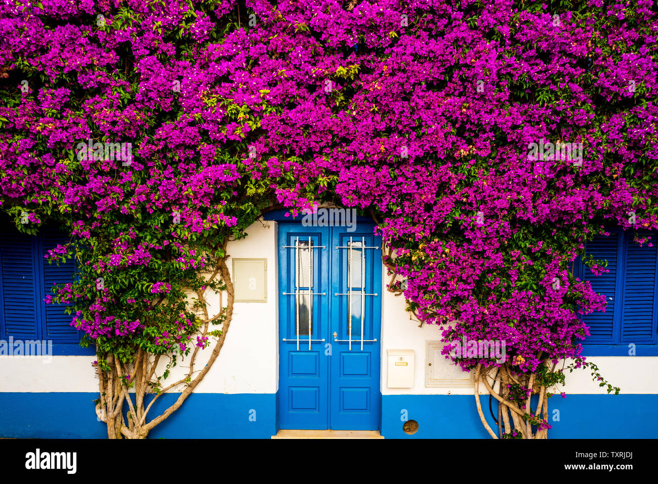 Massiccio bouganvillea fiori che circondano una porta blu Foto Stock