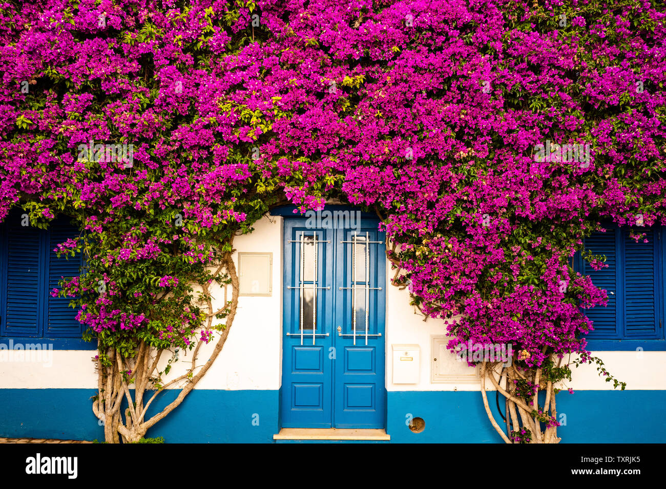 Incredibile porta blu incorniciato da fiori viola Foto Stock