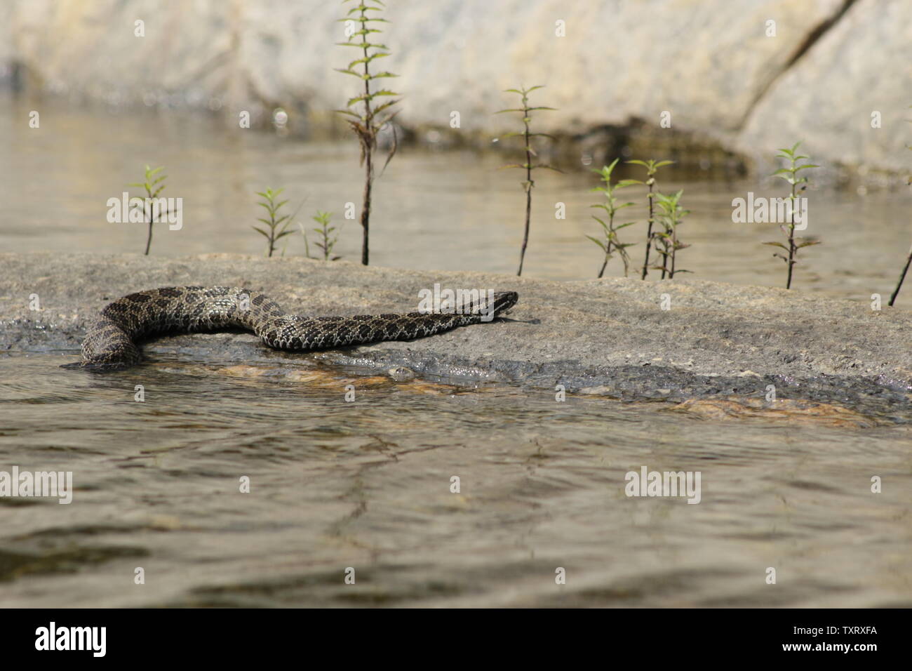 Orientale Rattlesnake Massasauga (Sistrurus catenatus catenatus) da Ontario, Canada Foto Stock