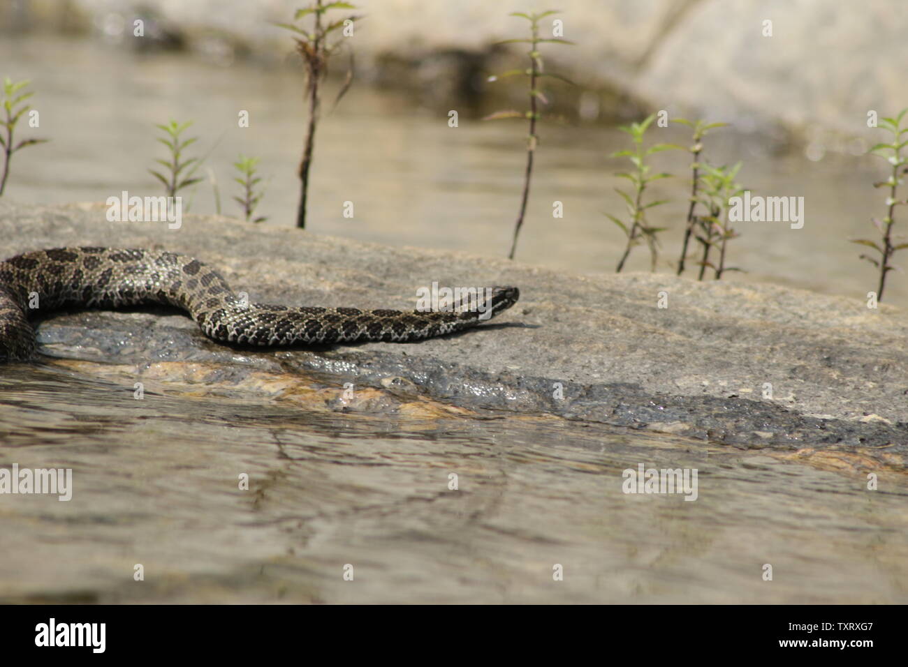 Orientale Rattlesnake Massasauga (Sistrurus catenatus catenatus) da Ontario, Canada Foto Stock