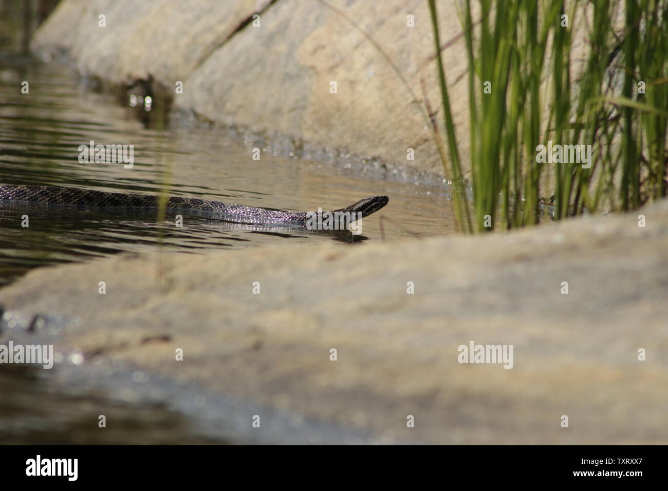 Orientale Rattlesnake Massasauga (Sistrurus catenatus catenatus) da Ontario, Canada Foto Stock