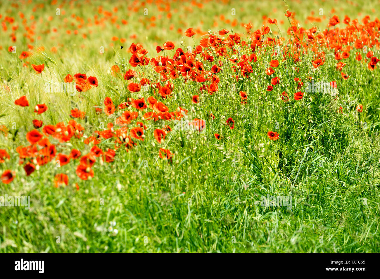 Comune di papavero rosso, campo di mais, vicino Oberweser, Weser Uplands, Weserbergland, Hesse, Germania Foto Stock
