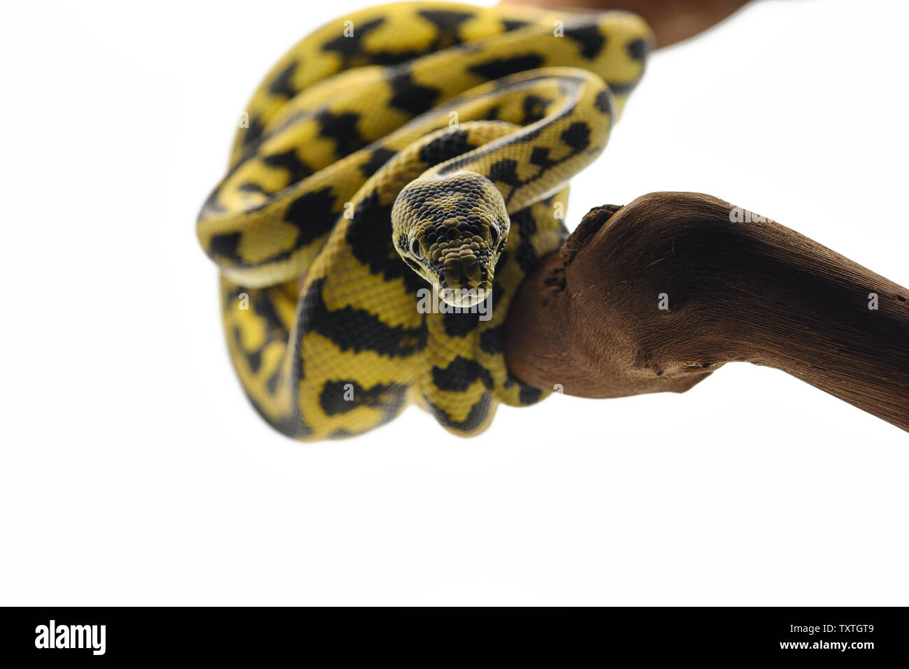 La moquette tree python isolati su sfondo bianco Foto Stock