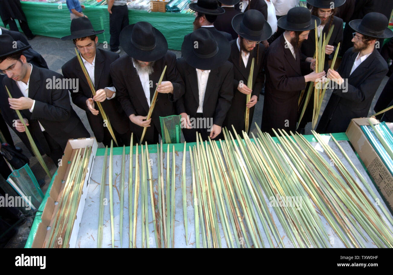 Un ultra-ortodossi israeliani esaminare palm fonds in un mercato di Gerusalemme, per verificare se è ritualmente accettabile utilizzare durante la prossima festa ebraica Sukkot, 14 ottobre 2005. Gli ebrei costruire capanne, chiamato sukkot, per commemorare le abitazioni temporanee dove gli ebrei hanno vissuto durante le loro quaranta anni nel deserto dopo la loro liberazione dall'Egitto. (UPI foto/Debbie Hill) Foto Stock