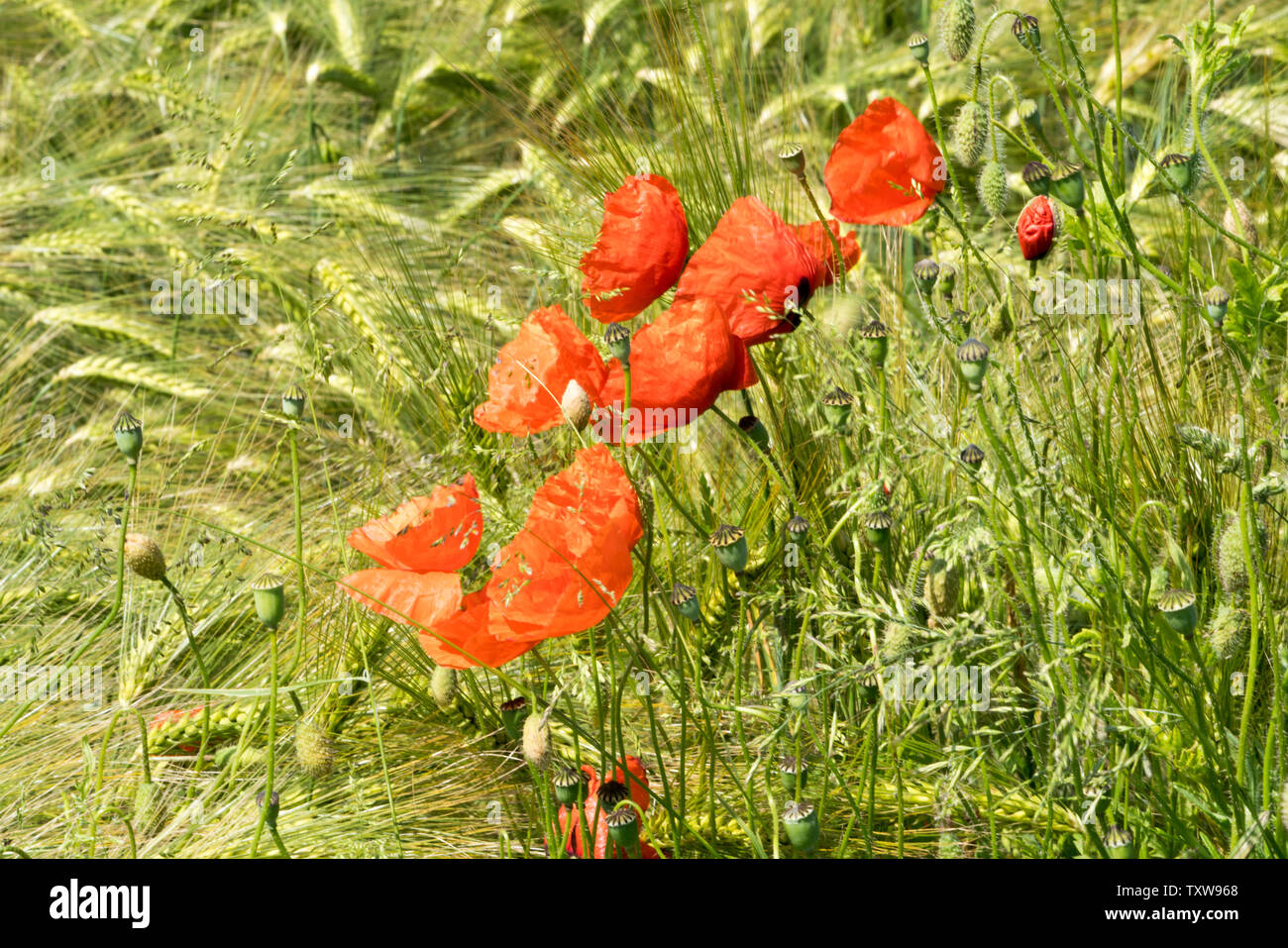 Comune di papavero rosso, campo di mais, vicino Oberweser, Weser Uplands, Weserbergland, Hesse, Germania Foto Stock