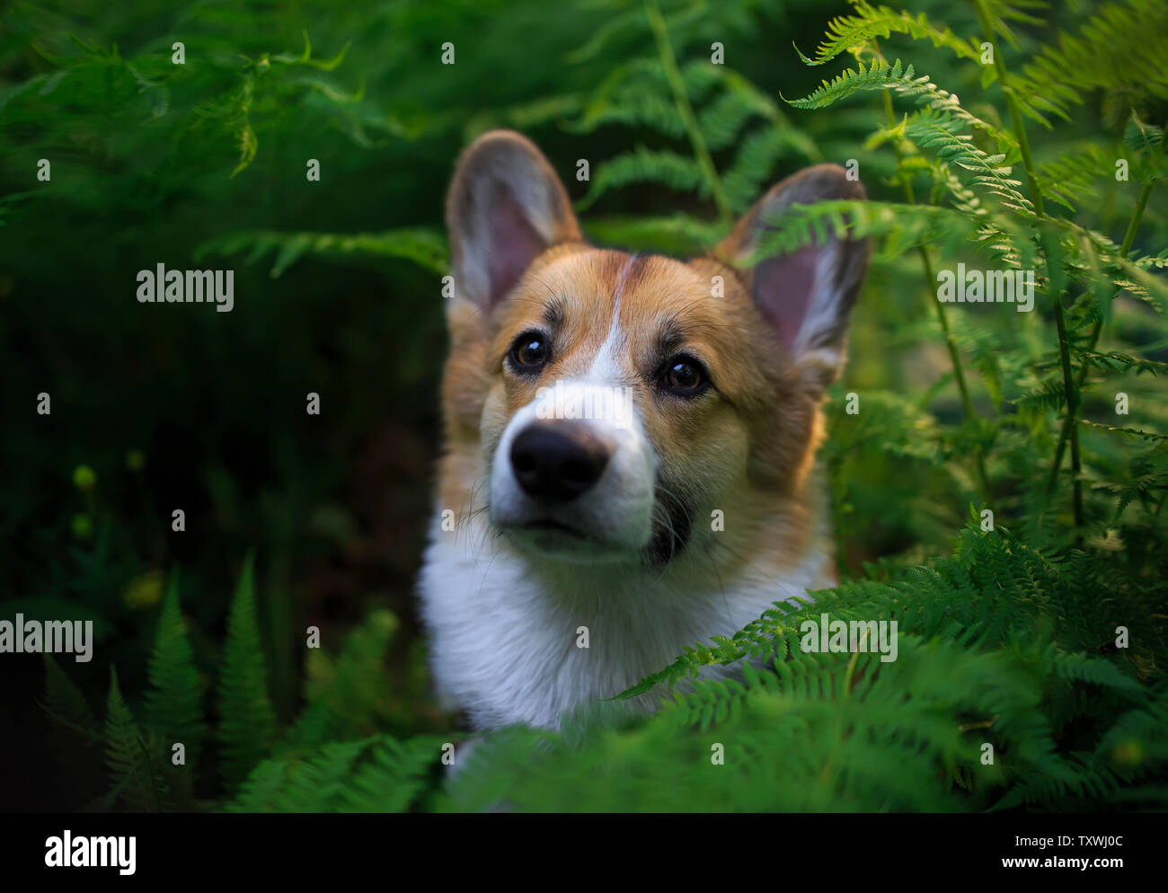 Funny red cucciolo di cane corgi guarda fuori del folto di foglie di felce Foto Stock