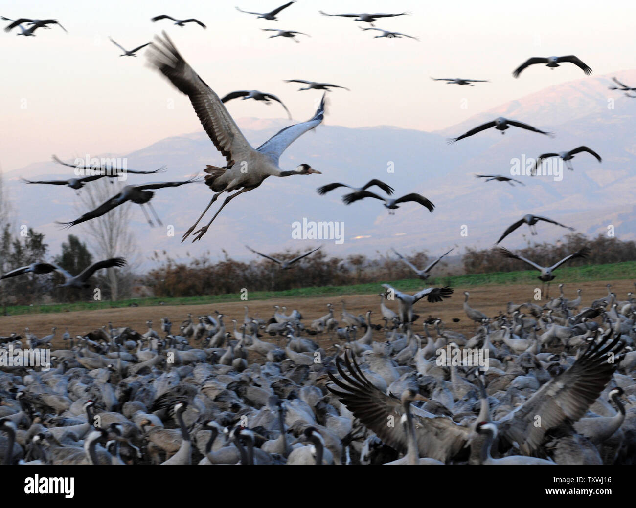 Migliaia di gru in inverno Agamon Hula nel nord di Israele, 6 febbraio 2014. Secondo il Centro Internazionale per lo Studio della Migrazione degli Uccelli di circa un miliardo di uccelli, di cui 390 specie, passano attraverso Israele ogni anno durante la stagione di migrazione. Circa 30.000 gru cross attraverso Israele che si trova lungo il Syrian-African Rift Valley come migrano dall'Europa all'Africa. UPI/Debbie Hill Foto Stock