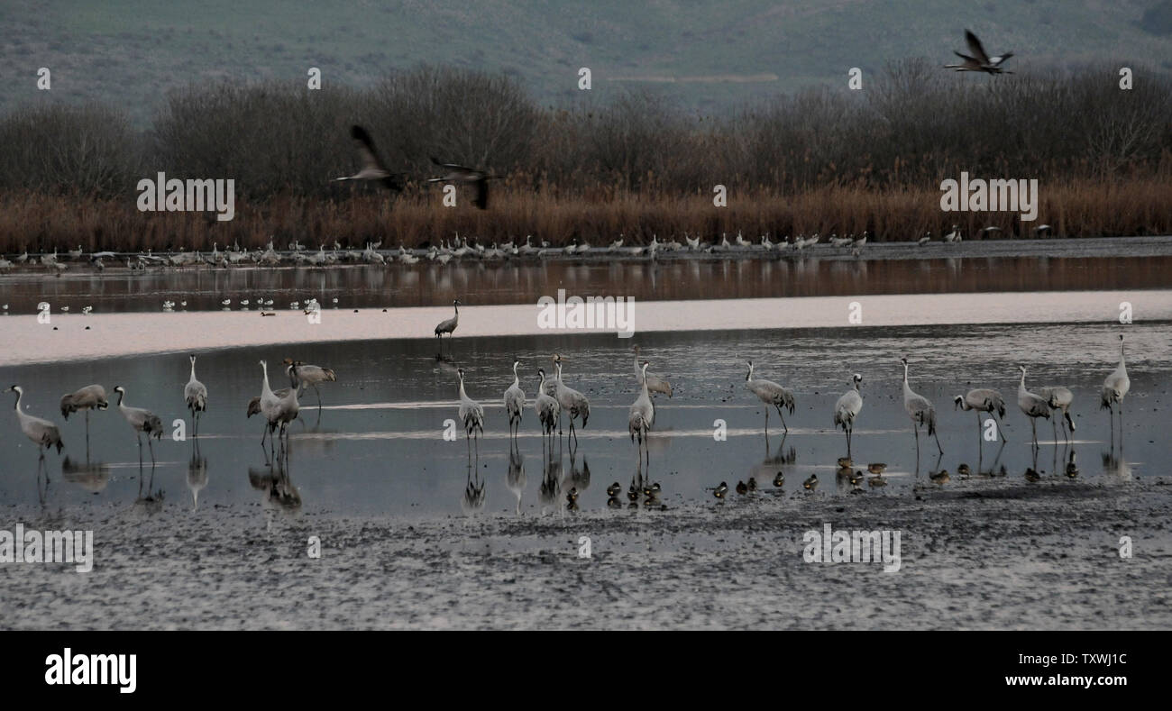 Migliaia di gru in inverno Agamon Hula nel nord di Israele, 6 febbraio 2014. Secondo il Centro Internazionale per lo Studio della Migrazione degli Uccelli di circa un miliardo di uccelli, di cui 390 specie, passano attraverso Israele ogni anno durante la stagione di migrazione. Circa 30.000 gru cross attraverso Israele che si trova lungo il Syrian-African Rift Valley come migrano dall'Europa all'Africa. UPI/Debbie Hill Foto Stock