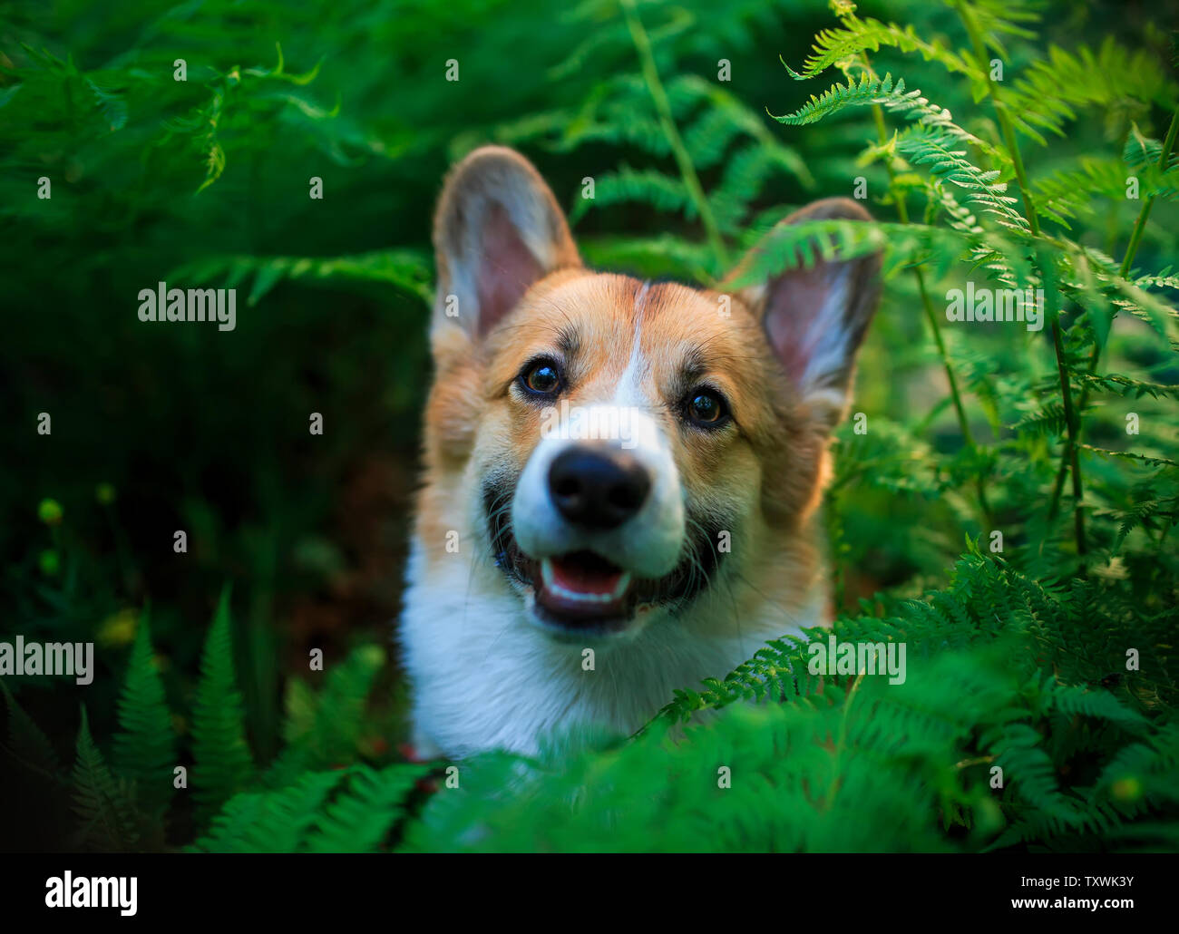 Funny red corgi cucciolo di cane fa capolino fuori spessa foglie verde felce Foto Stock