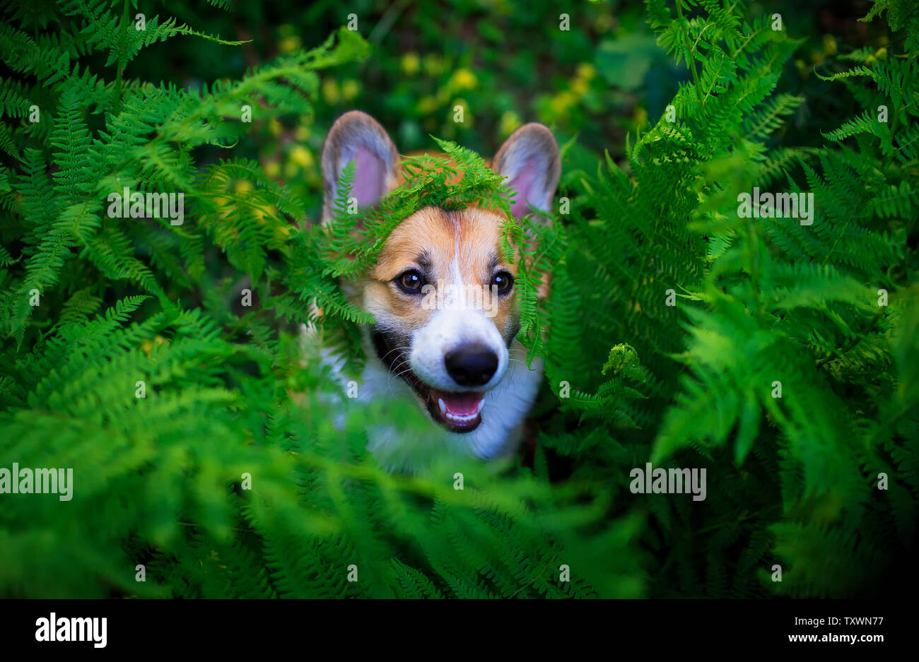 Funny red corgi cucciolo di cane fa capolino fuori spessa foglie verde felce Foto Stock