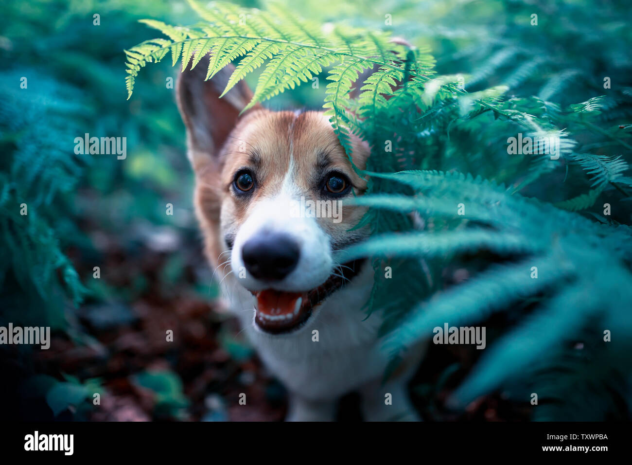 Funny red corgi cucciolo di cane passeggiate nel parco e guarda fuori delle foglie spesse di una felce Foto Stock