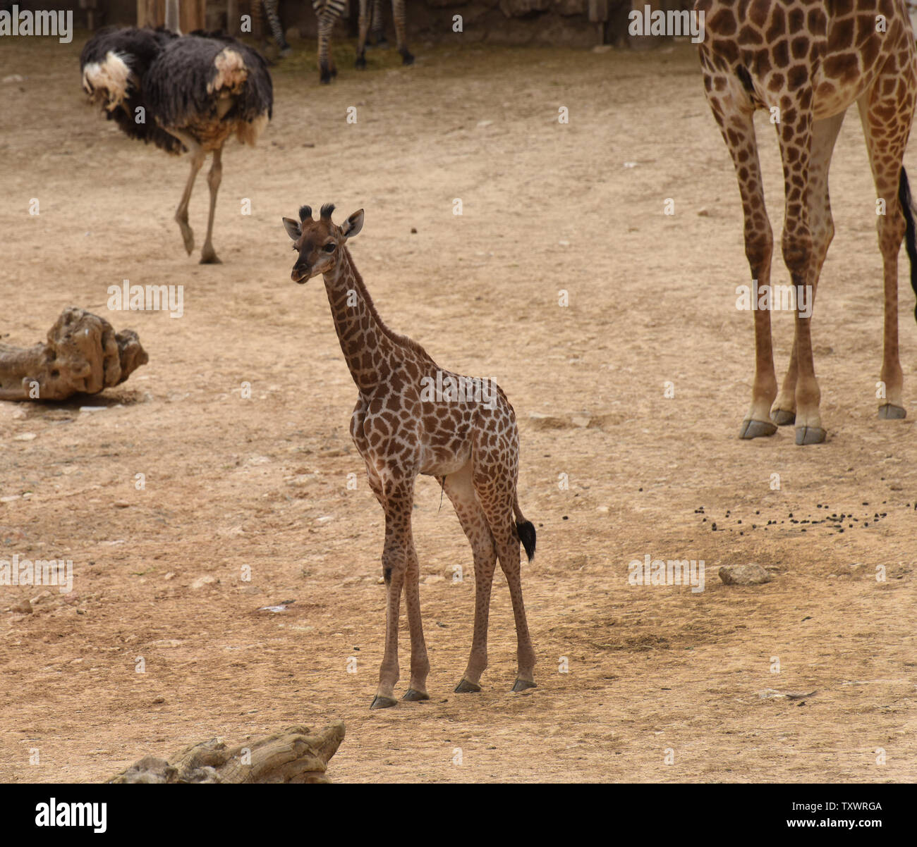 Rotem, un mese femmina vecchio South African giraffe calf (Giraffa camelopardalis giraffa) passeggiate nella sezione africana di Gerusalemme lo Zoo Biblico di Gerusalemme, Israele, 24 marzo 2016. Lei è uno dei due di vitelli appena nati allo zoo nel mese passato. La sua nascita segna la terza generazione di Gerusalemme nato giraffe i cui nonni sono stati acquistati in un'asta in Sud Africa. Foto di Debbie Hill/ UPI Foto Stock