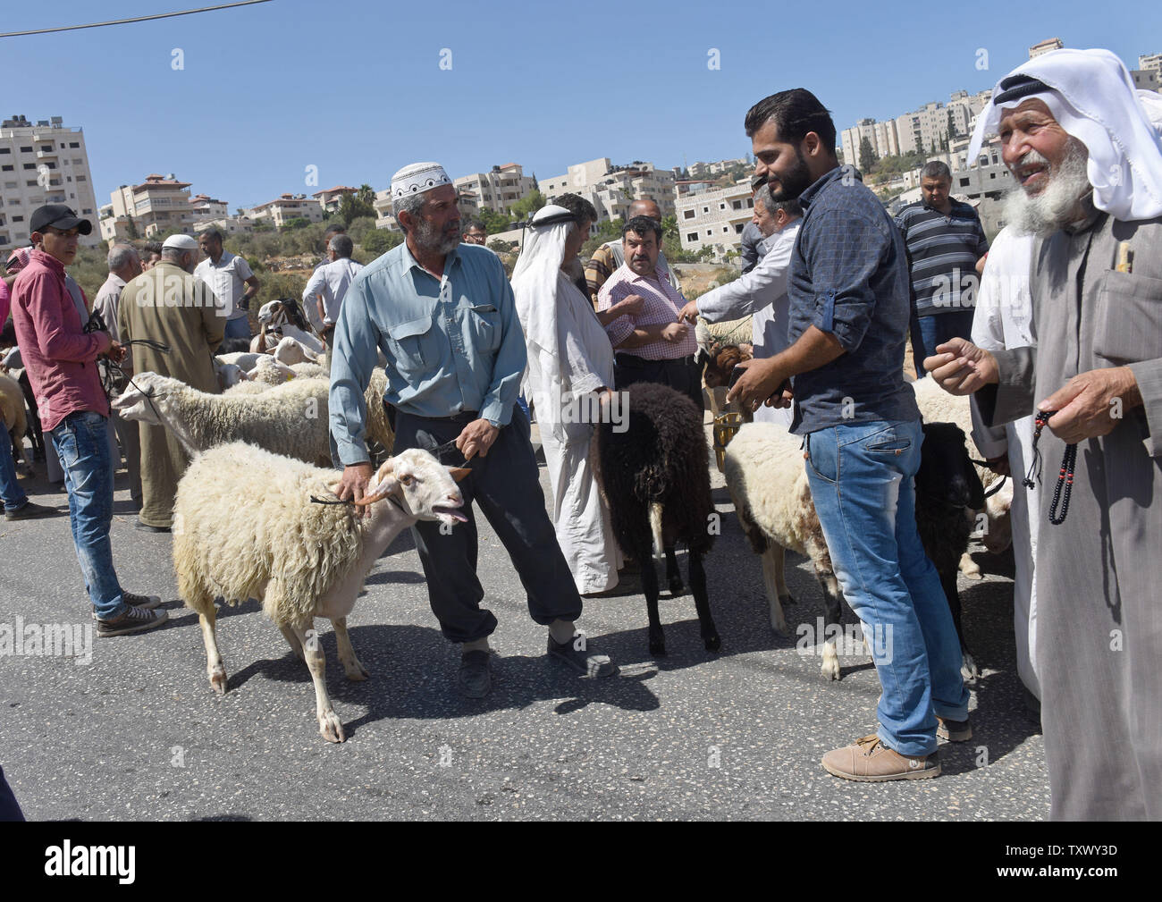Palestinesi comprare e vendere gli ovini e i caprini in un mercato prima della festa musulmana di Eid al-Adha, a Betlemme, West Bank, 30 agosto 2017. Eid al-Adha, chiamata anche "Festa del sacrificio, commemora Ibrahim per la sua disponibilità a sacrificare il suo figlio Ismael, come un atto di obbedienza a Dio. Tuttavia, Dio è intervenuto inviando il suo angelo Jibra'il, che hanno offerto un ariete in luogo del ragazzo. La quattro giorni di vacanza inizia il 1 settembre quando i musulmani pregano, sacrifica una pecora o capra e mantenere un terzo per la famiglia, dare un altro terzo per la famiglia e gli amici e donare il terzo finale di persone in stato di bisogno. - Pho Foto Stock