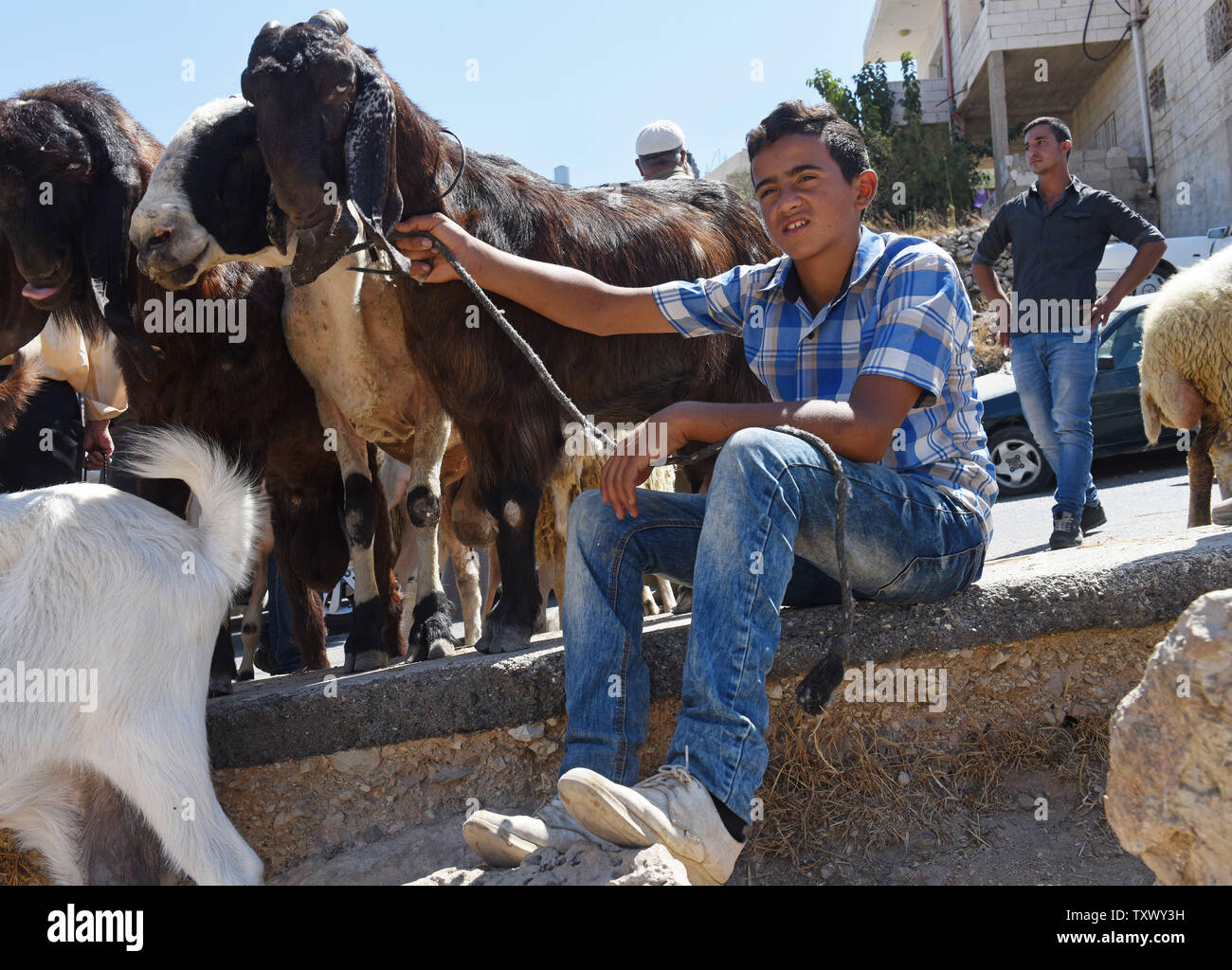 Un ragazzo palestinese detiene capre in un mercato prima della festa musulmana di Eid al-Adha, a Betlemme, West Bank, 30 agosto 2017. Eid al-Adha, chiamata anche "Festa del sacrificio, commemora Ibrahim per la sua disponibilità a sacrificare il suo figlio Ismael, come un atto di obbedienza a Dio. Tuttavia, Dio è intervenuto inviando il suo angelo Jibra'il, che hanno offerto un ariete in luogo del ragazzo. La quattro giorni di vacanza inizia il 1 settembre quando i musulmani pregano, sacrifica una pecora o capra e mantenere un terzo per la famiglia, dare un altro terzo per la famiglia e gli amici e donare il terzo finale di persone in stato di bisogno. - Foto di Debbie Foto Stock