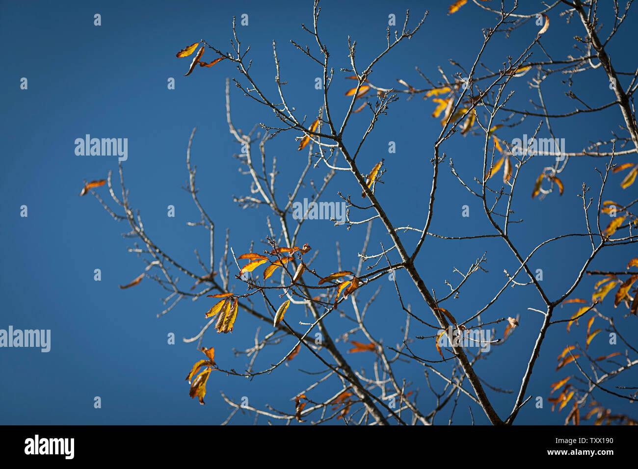 Albero in stato di dormienza durante l'inverno con pochissime foglie d'oro contro il cielo blu che mostra il cambiamento di stagione. Vista dal basso. Foto Stock