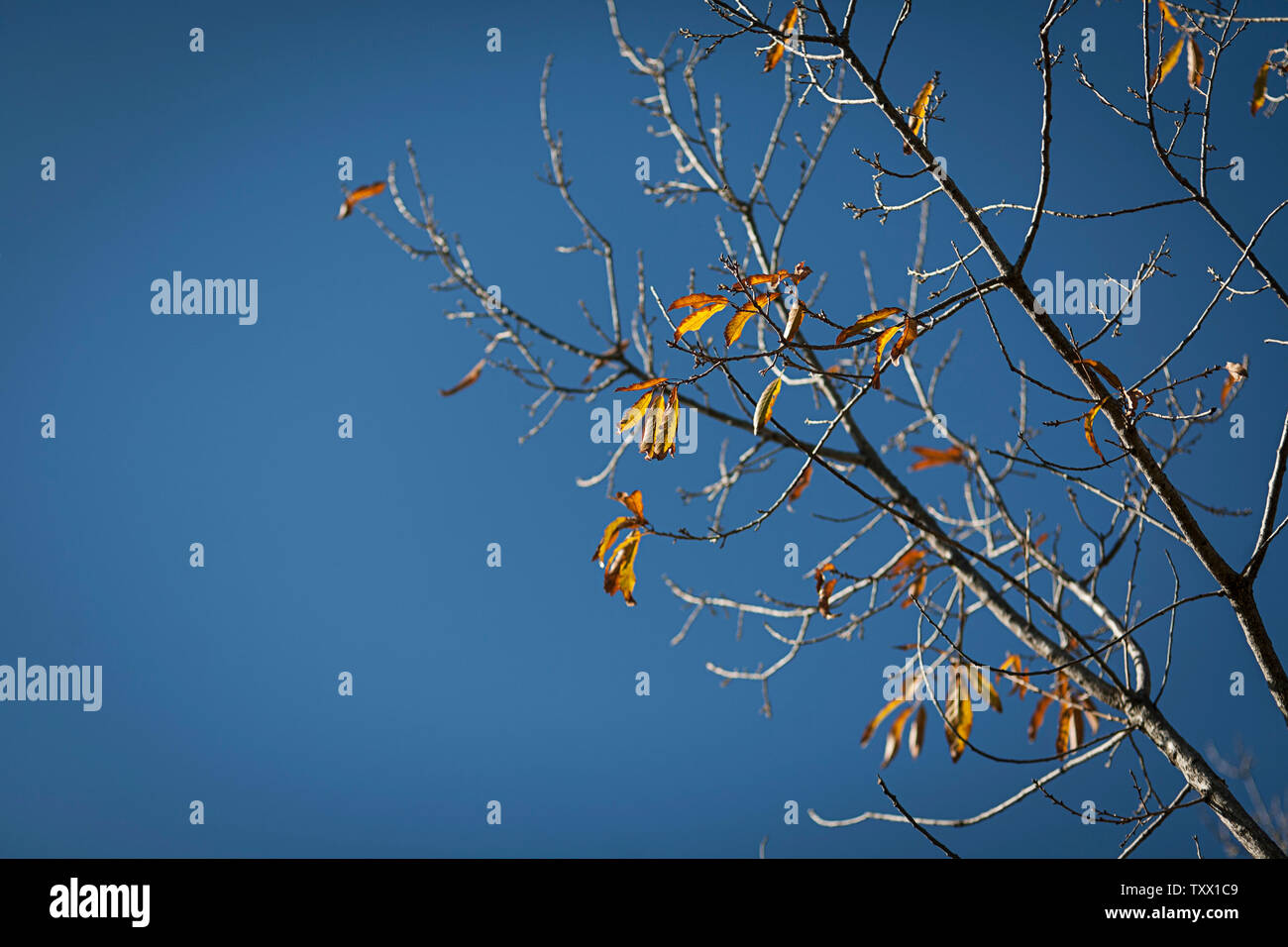Albero in stato di dormienza durante l'inverno con pochissime foglie d'oro contro il cielo blu che mostra il cambiamento di stagione. Vista dal basso. Foto Stock