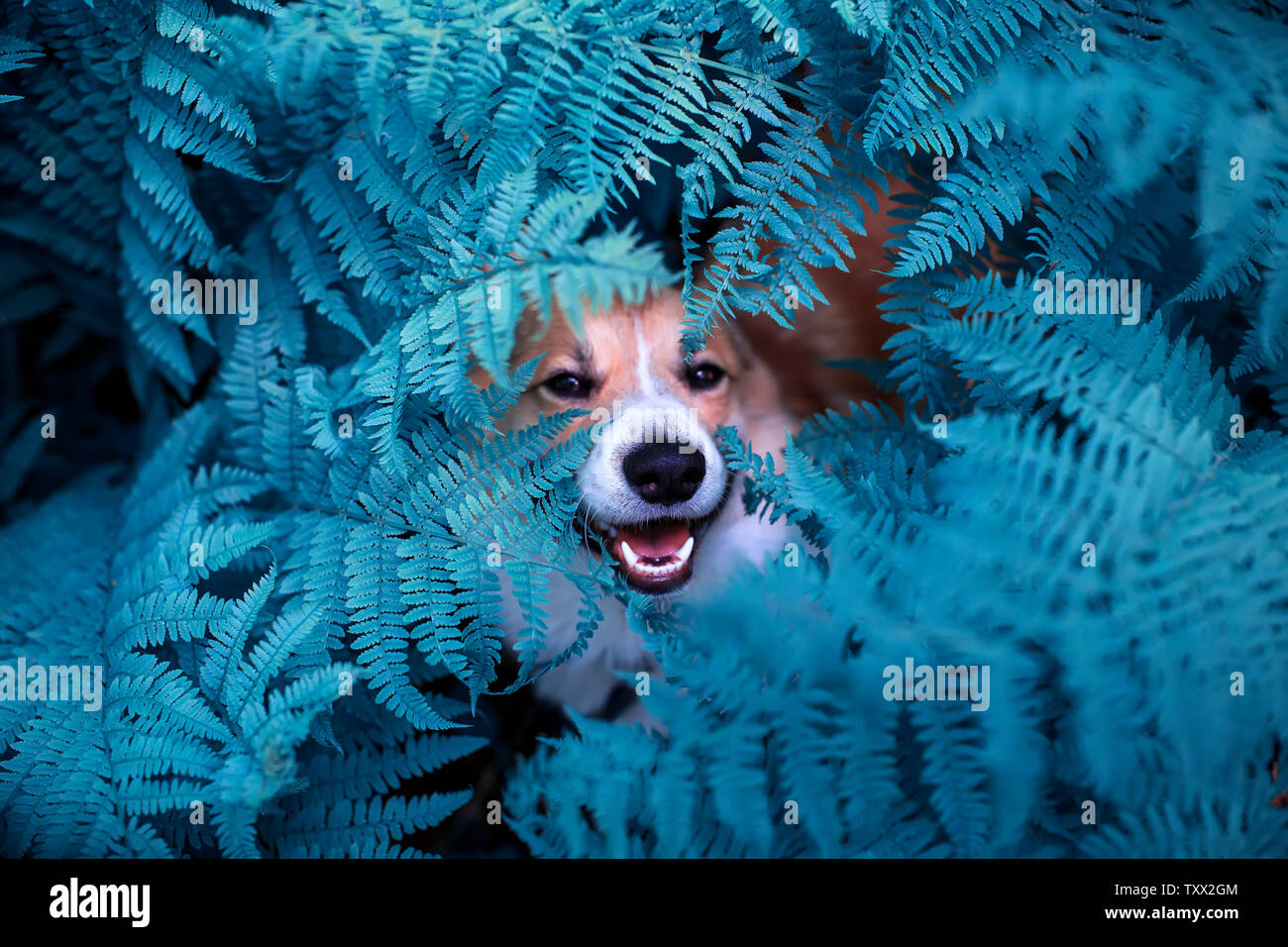 Funny red corgi cucciolo di cane passeggiate nel parco e si nascose nel folto delle foglie di una felce e bloccato fuori un naso Foto Stock