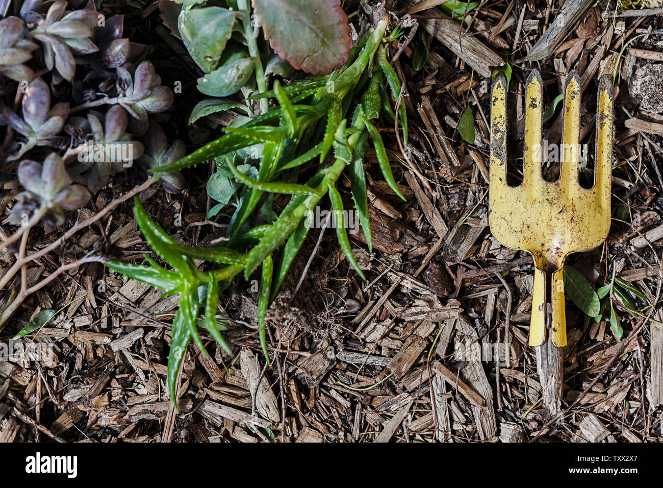 Vista dall'alto disposizione piana di piante succulente e attrezzature da giardinaggio tolleranti alla siccità raggruppate insieme e disposte su trucioli di legno nel giardino. Foto Stock