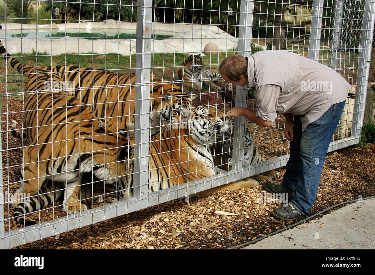 Un gruppo di tigri per adulti si muovono verso il direttore Pat Craig agendo come gattini piuttosto che pericolosi animali selvatici presso la Rocky Mountain Wildlife Conservation Centre in Keenesburg, Colorado Agosto 20, 2006. Craig è in cerca di un miracolo di continuare a fornire un habitat sicuro per soccorrere la fauna selvatica. Il santuario della fauna selvatica dovranno chiudere i battenti a causa della mancanza di fondi e di tentare di trovare nuove case per la fauna selvatica tutti a partire da settembre 1, 2006. (UPI foto/Gary C. Caskey) Foto Stock