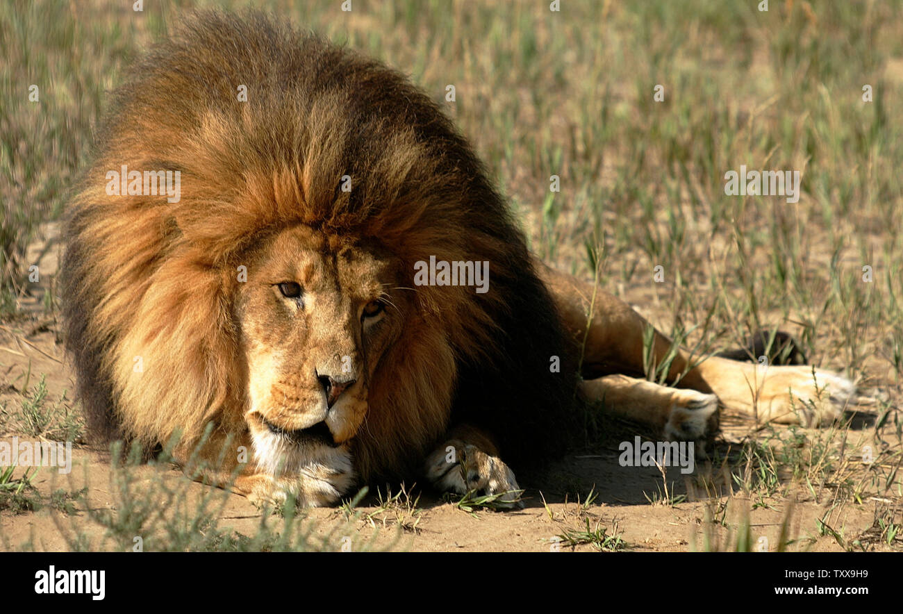 Un leone africano si appoggia nel suo habitat presso la Rocky Mountain Wildlife Conservation Centre in Keenesburg, Colorado Agosto 20, 2006. Questo leone potrebbe avere già trovato una nuova casa come il santuario deve chiudere le sue porte il 1 settembre 2006 a causa della mancanza di fondi. La struttura Casa oltre 150 grandi animali selvatici compresi settantacinque tigri. (UPI foto/Gary C. Caskey) Foto Stock