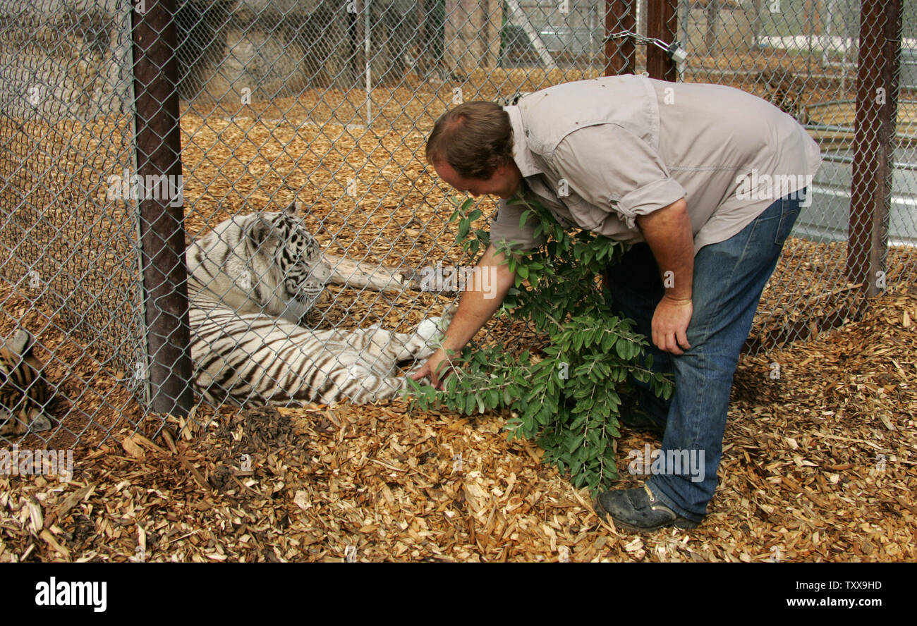 Direttore Pat Craig gioca con la coda di una tigre bianca denominato Phala presso la Rocky Mountain Wildlife Conservation Centre in Keenesburg, Colorado Agosto 20, 2006. Craig sta sperando in un miracolo di continuare a fornire un habitat sicuro per soccorrere la fauna selvatica. Il santuario della fauna selvatica dovranno chiudere le sue porte al pubblico a causa della mancanza di fondi e tenterà di trovare nuove case per tutti gli animali selvatici a partire da settembre 1, 2006. L'alternativa di fine per gli animali se il nuovo finanziamento è trovato o case non trovato non è un lieto fine. (UPI foto/Gary C. Caskey) Foto Stock