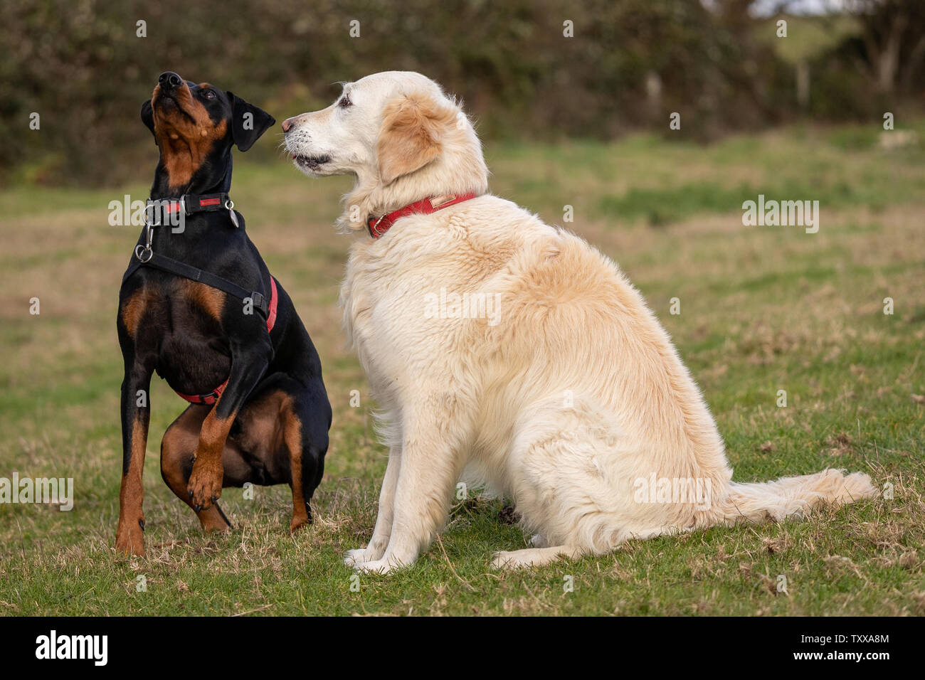 Attento i cani in attesa di inseguire la palla Foto Stock