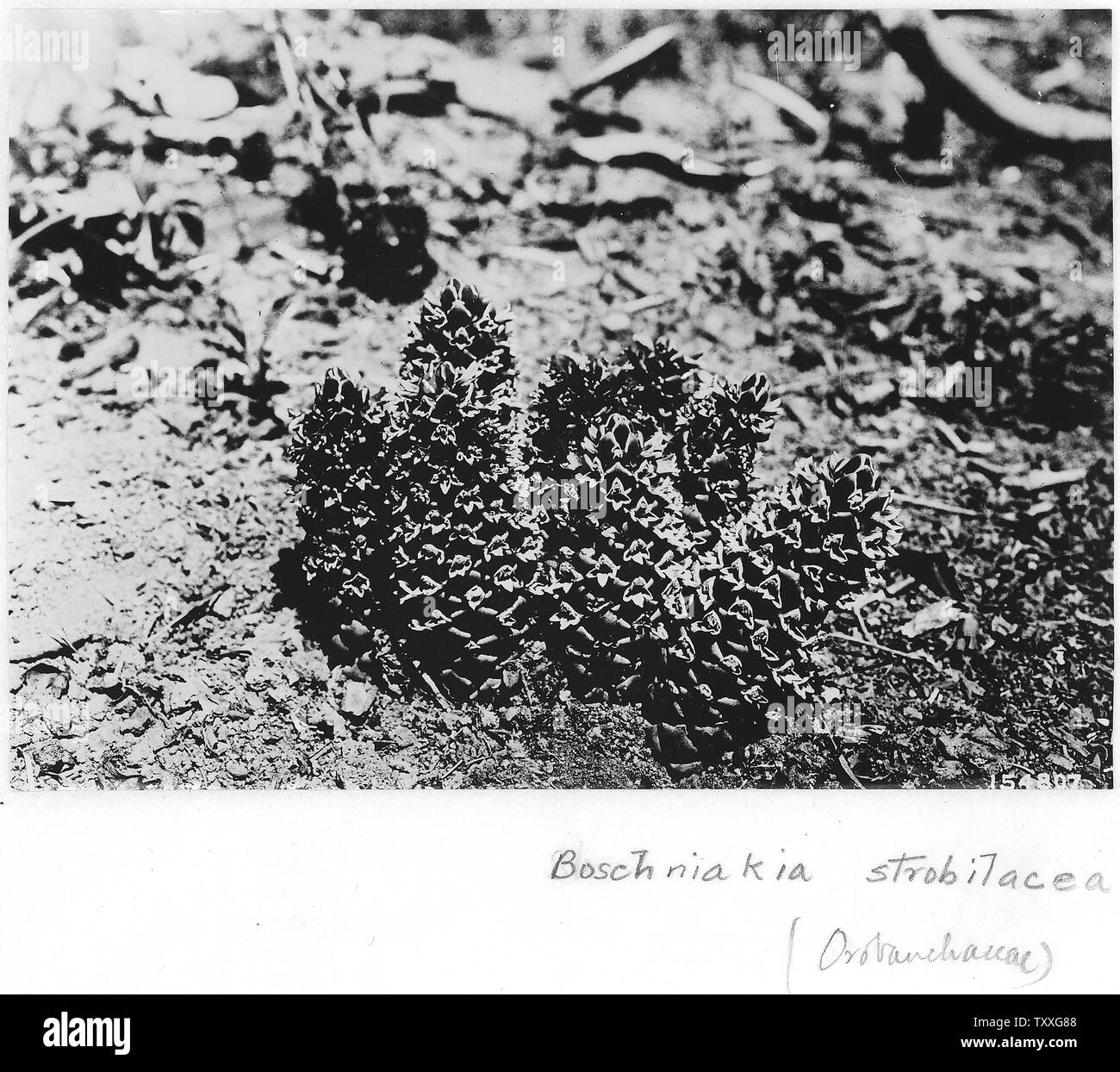 Boschniakia Strobilacea, Matney Gulch Exp. Area, cratere, Oregon, 1920.; Note Generali: cresce sulle radici di Madrona (Arbutus menziesii). Foto Stock