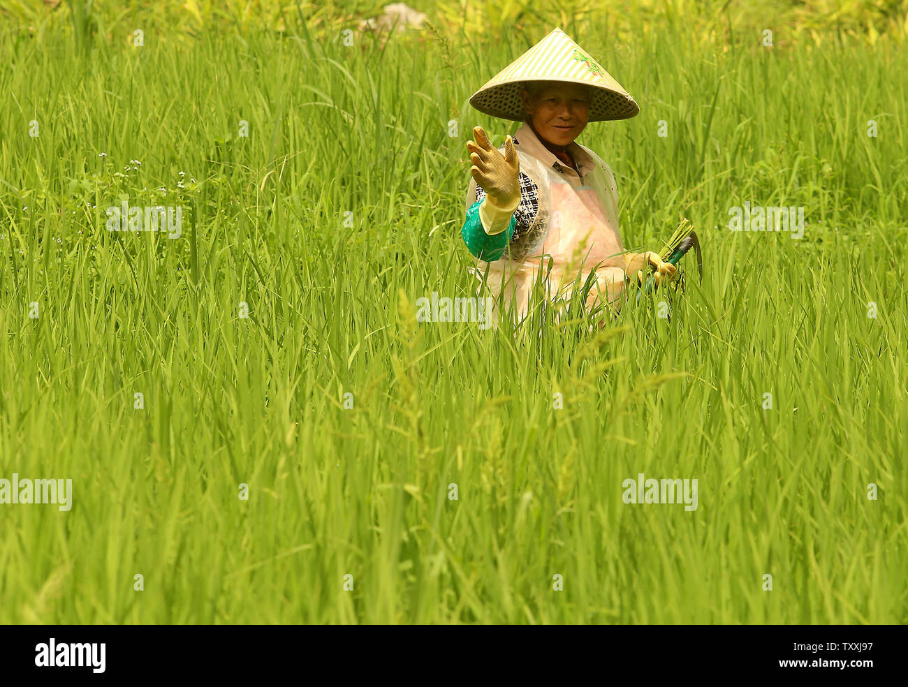 Un agricoltore cinese onde ai turisti come ella ha raccolto del riso in una zona conosciuta come la nazionale Wanfenglin punto panoramico in Xingyi, Guizhou il 16 agosto 2017. Xingyi è diventato un esempio nazionale della Cina le spingono verso l'ecoturismo, dove altamente indebitati e impoverito villaggi situati in un unico aree panoramiche hanno abbracciato un equilibrio tra profitti dal turismo e sviluppo sostenibile e ambientalmente il suono delle pratiche agricole. Foto di Stefano rasoio/UPI Foto Stock