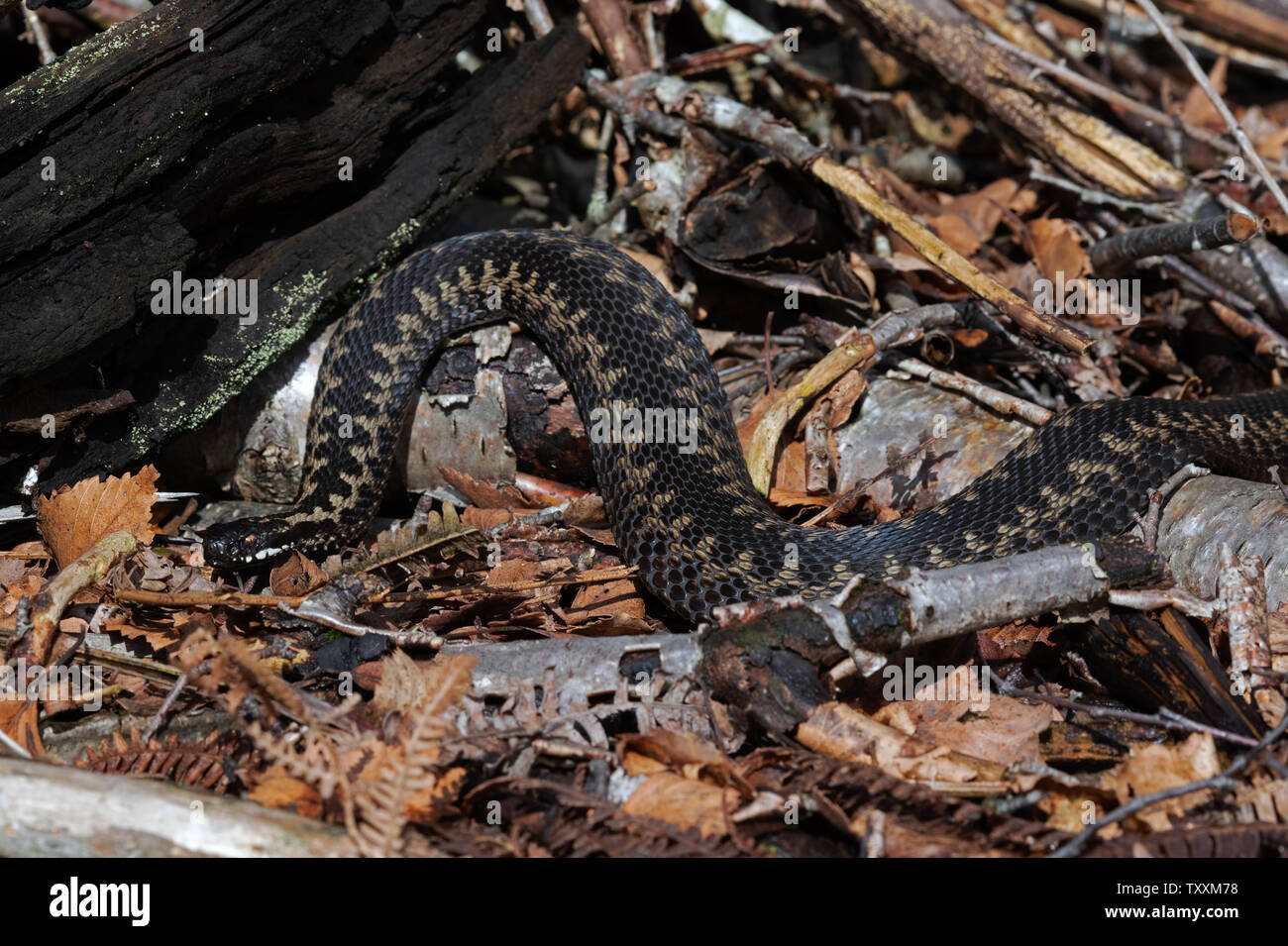 Politica europea comune in materia di Viper (Vipera berus) Foto Stock