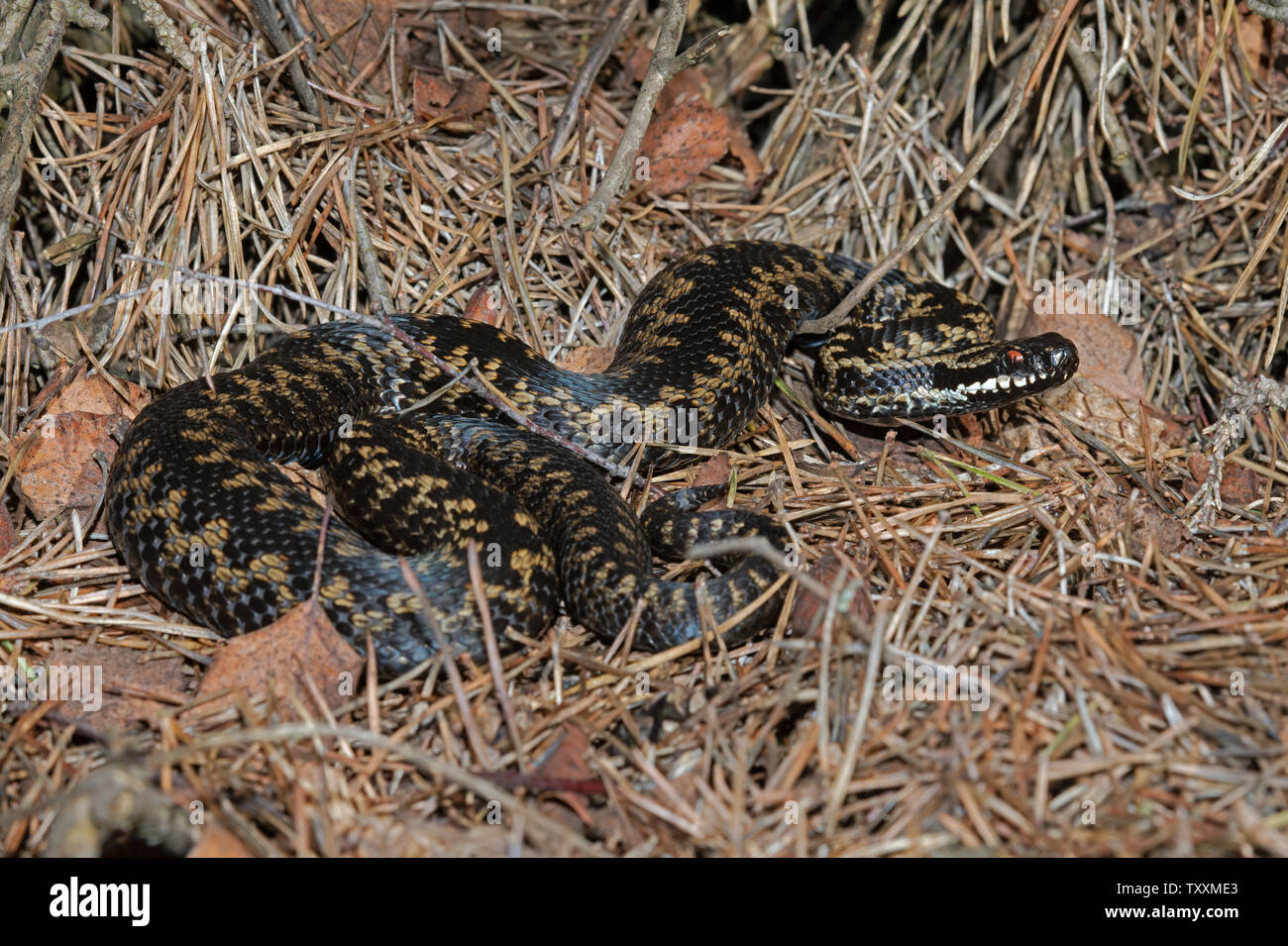 Politica europea comune in materia di Viper (Vipera berus) Foto Stock