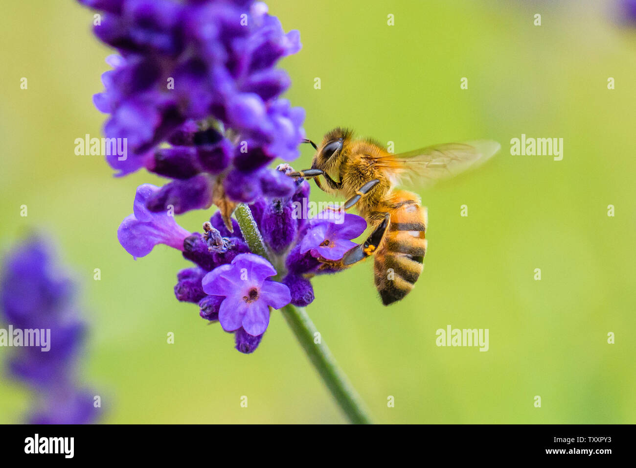 Ape su lavanda Foto Stock