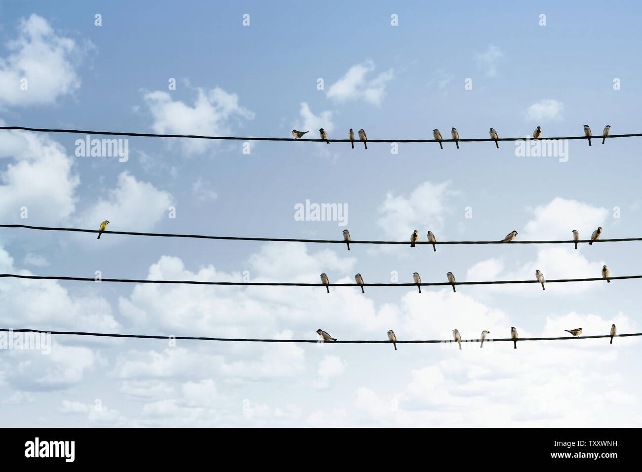 Individualità concetto, un uccello in piedi fuori dalla folla di altri uccelli sulla linea di alimentazione Foto Stock