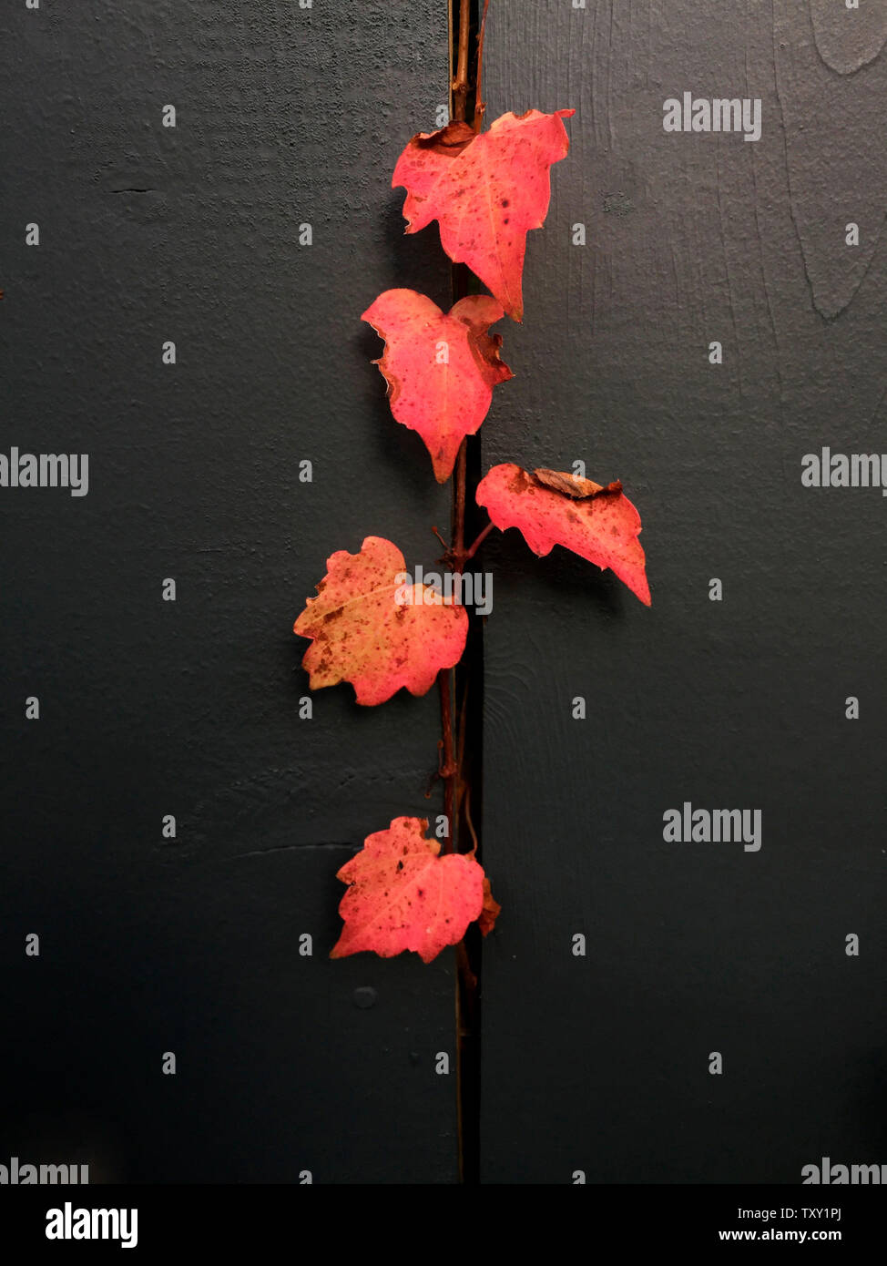 Cinque foglie in colori autunnali brillanti sporgono da una recinzione in legno nero, Nova Scotia, Canada. Una disposizione minimalista e naturale nei colori autunnali. Foto Stock