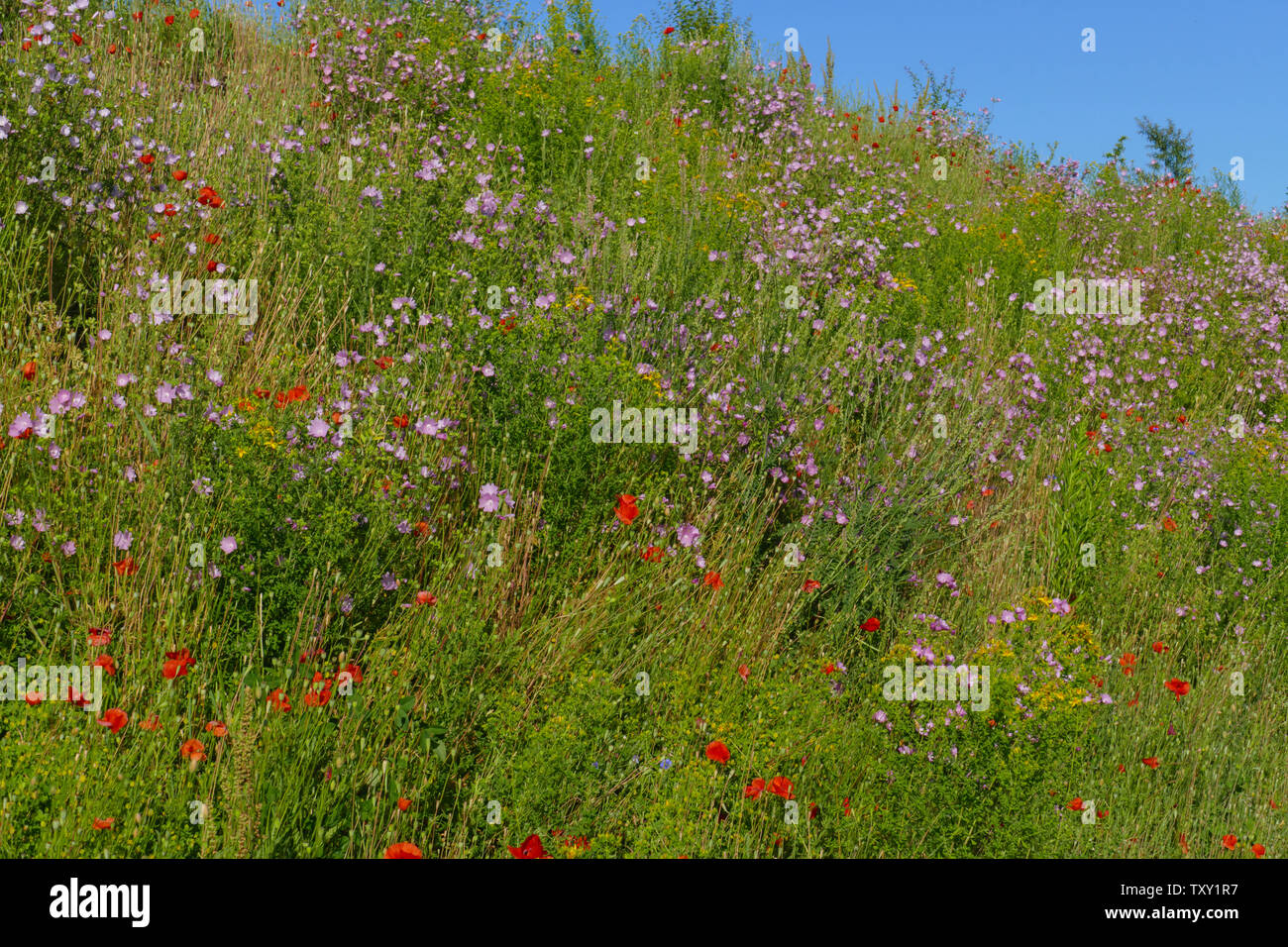 Wiese, Blumenwiese mit bunten, farbigen Blumen und Gras Sommer im Foto Stock