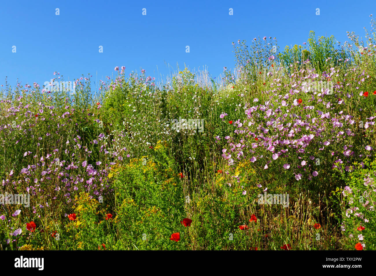 Wiese, Blumenwiese mit bunten, farbigen Blumen und Gras Sommer im Foto Stock