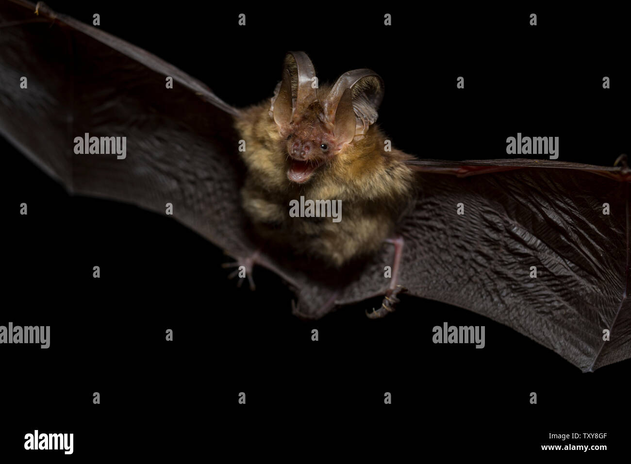 Chiudere battenti piccolo marrone long-eared bat Plecotus auritus notte di caccia le tarme e peste di insetto cattura nelle tenebre mediante ultrasuoni echolocation. Dark Foto Stock