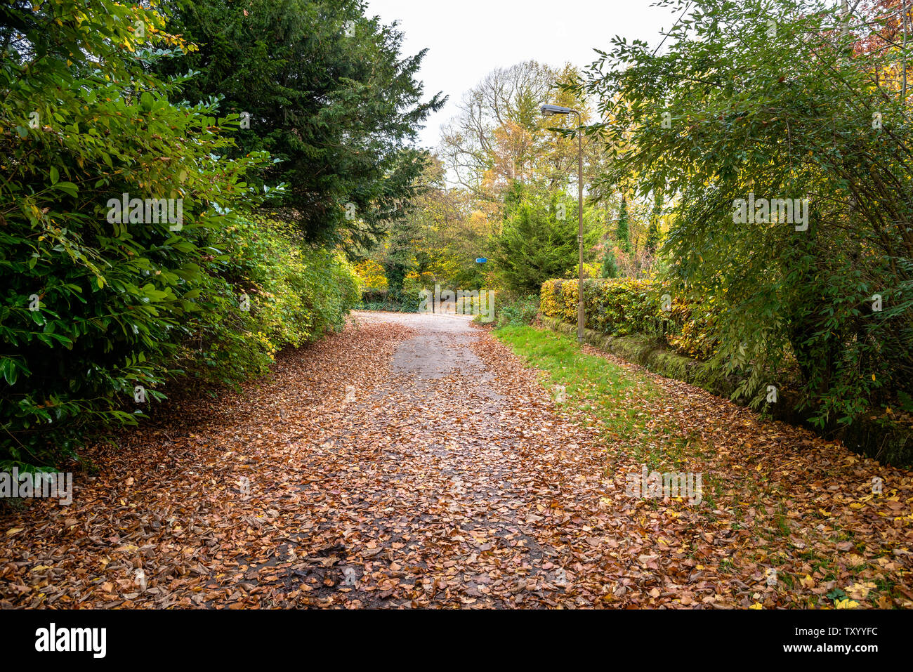 Vuoto viale alberato coperto di foglie cadute, nella campagna della Scozia in autunno Foto Stock