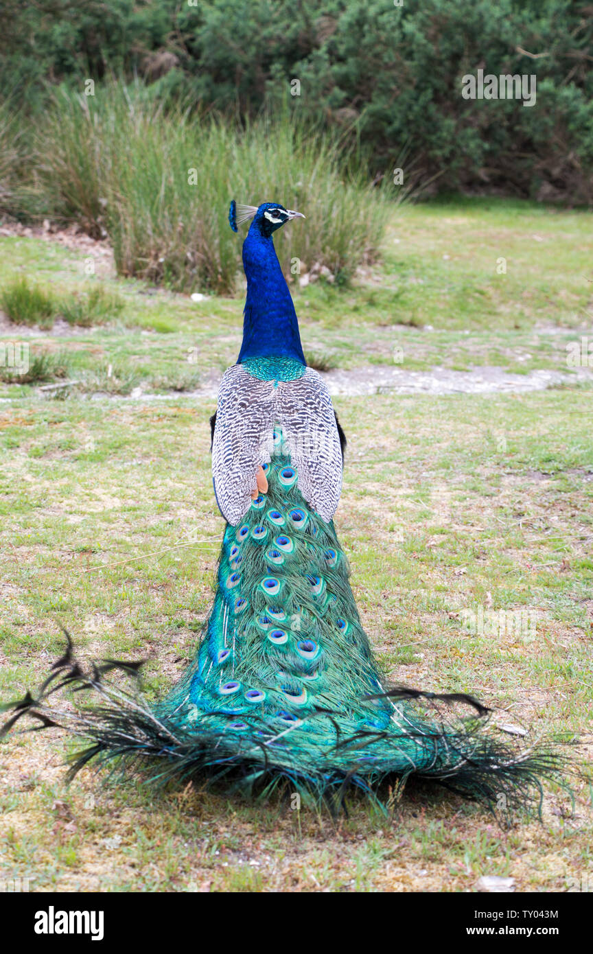 Free Roaming peacock in Brownsea Island Foto Stock