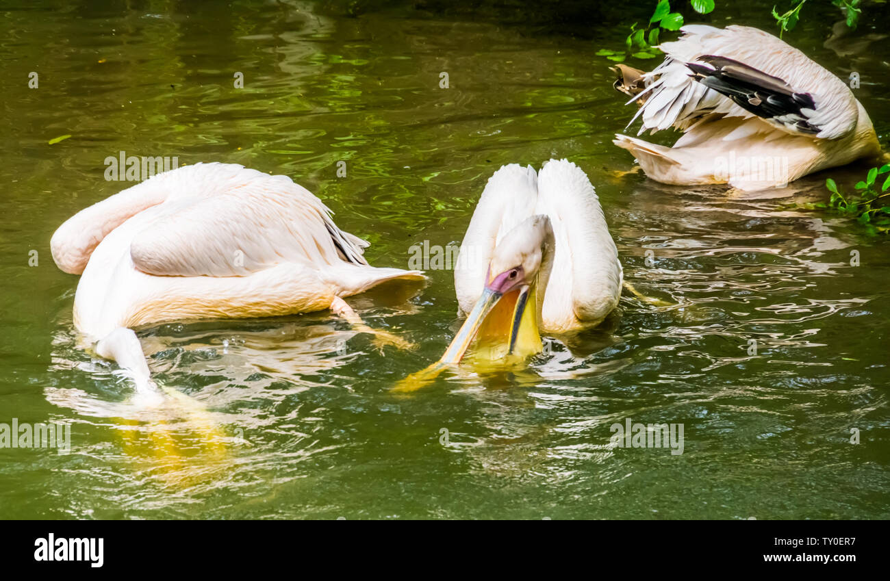Grande pellicani bianchi a caccia di pesce in acqua insieme, pellicano tipico comportamento, comuni specie di uccelli da Eurasia Foto Stock