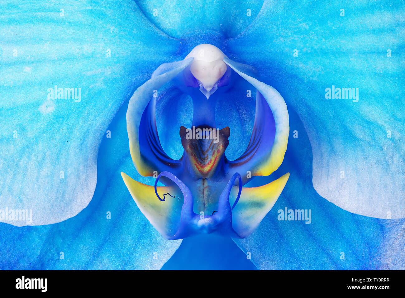 Belle Blue Orchid inchiostrato full frame macro closeup Foto Stock