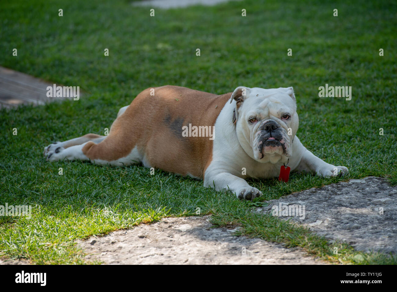 Bulldog in appoggio giacente sull'erba Foto Stock