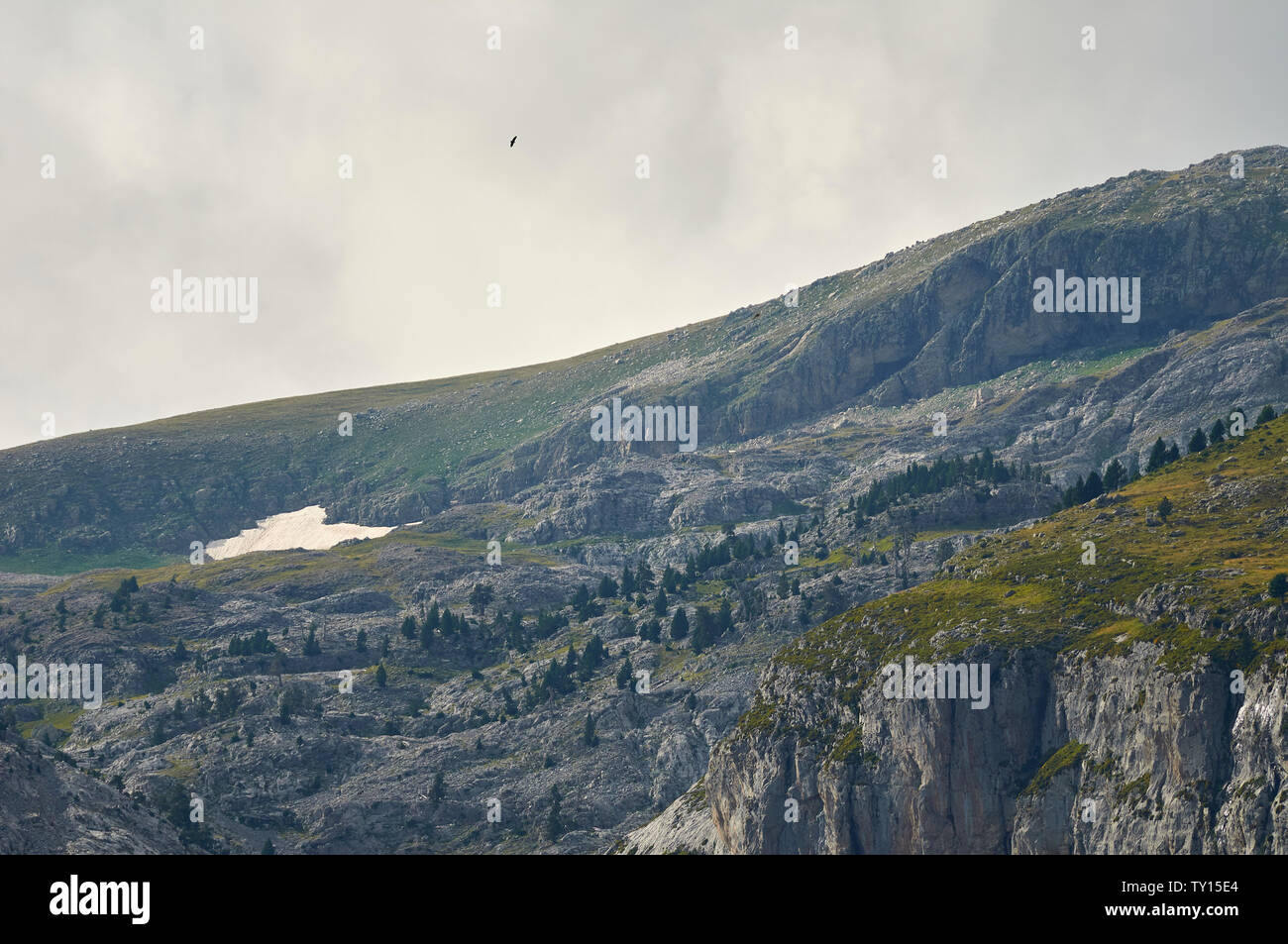 Avvoltoio bearded (Gypaetus barbatus) che sorvola Gargantas de Escuain nel Parco Nazionale di Ordesa y Monte Perdido (Sobrarbe, Huesca, Pirenei, Aragona, Spagna) Foto Stock