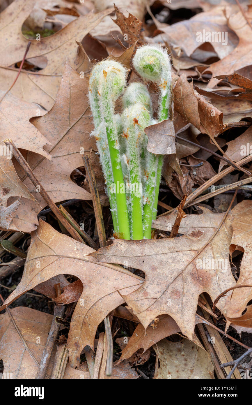 La cannella fern (Osmundastrum cinnamomeum) fronde (o) fiddleheads dispiegarsi, all'inizio della primavera, E. USA, da Dominique Braud/Dembinsky Foto Assoc Foto Stock